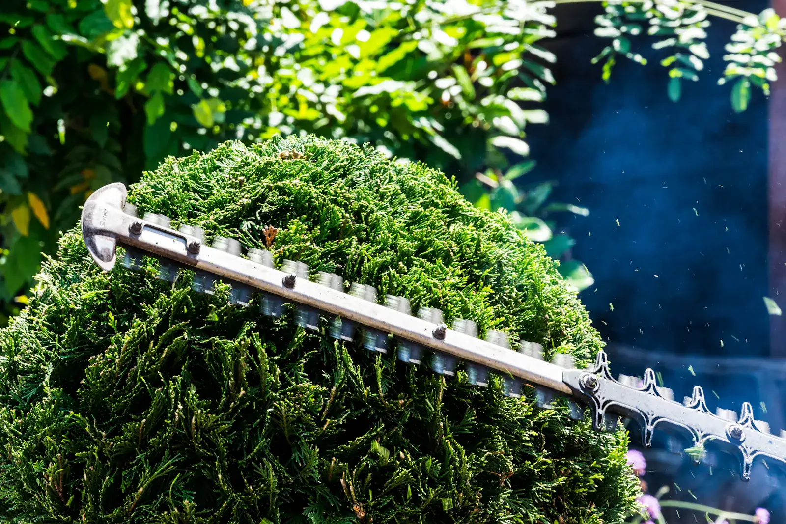 Heckenschere schneidet eine dichte grüne Hecke in Form